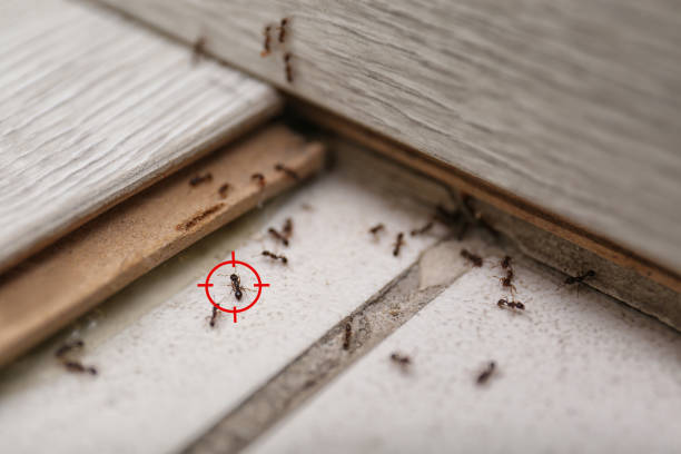 Best Bed Bug Extermination  in Greeneville, TN