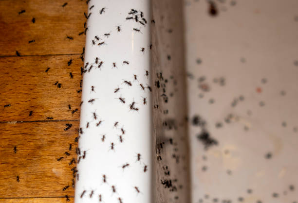Best Mosquito Control Services  in Greeneville, TN