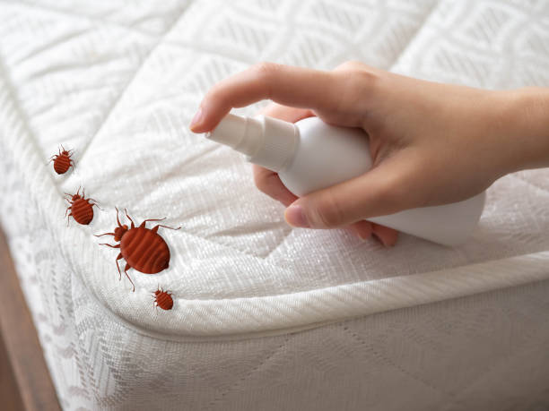 Best Affordable Pest Control Services  in Greeneville, TN