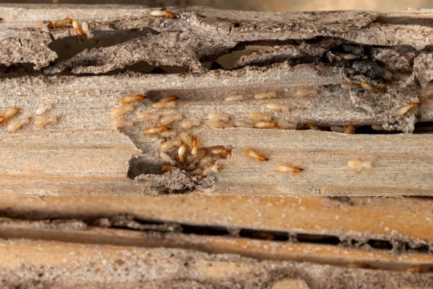 Best Pest Inspection Near Me  in Greeneville, TN